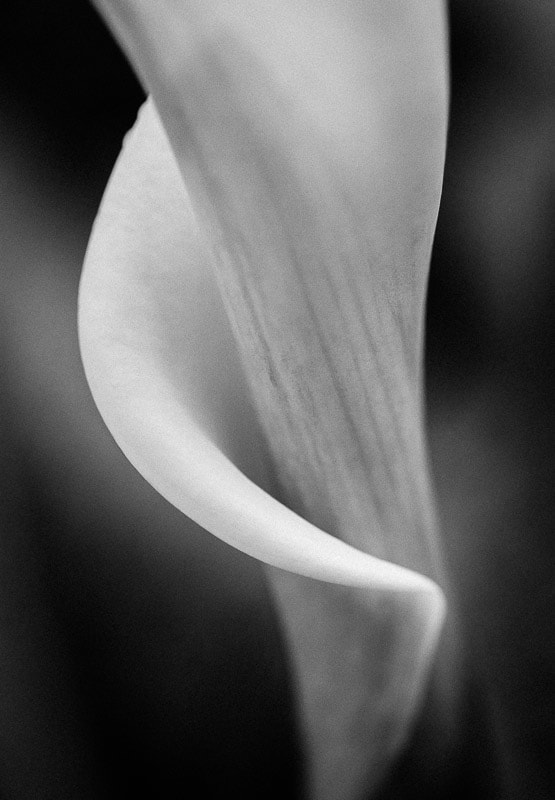 Calla Curve Black & White, Tara Gill Photo