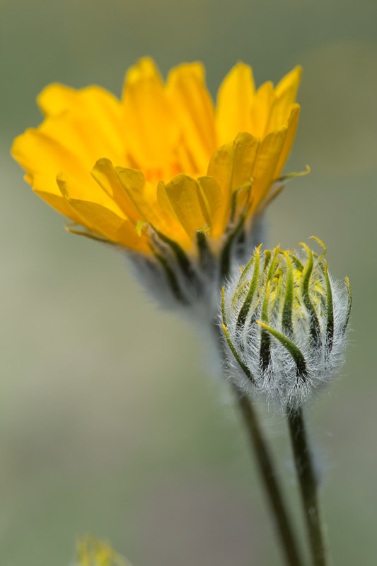 Desert Sunflower 2, Anza Borrego, Tara Gill Photo